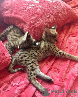 Additional photos: Caracal and Serval kittens available
