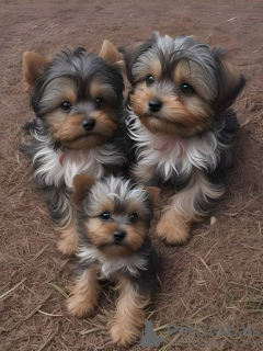 Photo №1. yorkshire terrier - for sale in the city of Kansas City | 400$ | Announcement № 129523