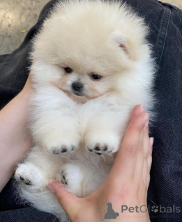 Photo №3. Beautiful KC registered Pomeranian Ready to leave now to home. Slovakia