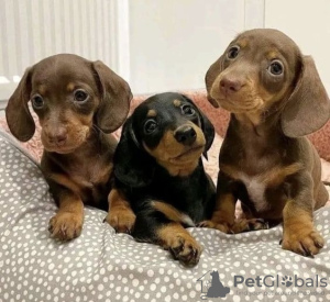 Photo №1. dachshund - for sale in the city of Jena | 150$ | Announcement № 129631