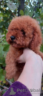 Photo №3. Toy near (female) miniature poodle. Ukraine