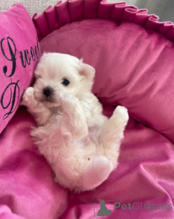 Photo №1. maltese dog - for sale in the city of Berlin | negotiated | Announcement № 155902