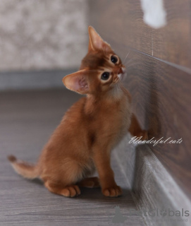 Photo №4. I will sell abyssinian cat in the city of Minsk. private announcement, from nursery, breeder - price - 832$