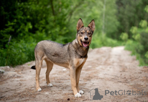 Photo №2 to announcement № 145741 for the sale of non-pedigree dogs - buy in Russian Federation private announcement