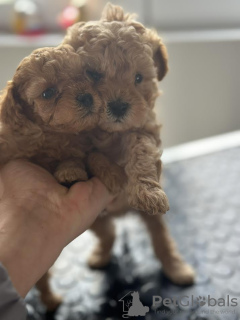 Additional photos: Miniature poodle puppies