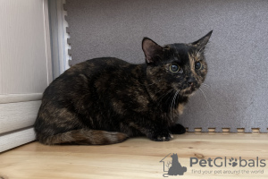 Additional photos: Wonderful young cat Cinnamon is looking for a home and a loving family!