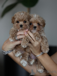 Photo №3. Adorable Fluffy Maltipoo Puppies Tiny Balls of Love Ready for Their Forever. France