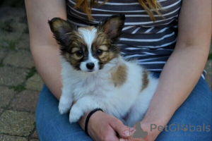 Photo №1. papillon dog - for sale in the city of Stockholm | negotiated | Announcement № 169766