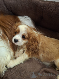 Photo №2 to announcement № 175525 for the sale of american cocker spaniel, english cocker spaniel, english springer spaniel, welsh springer spaniel, irish water spaniel, spanish water dog, spanisch mastiff, cavalier king charles spaniel, cavalier king charles spaniel, clumber spaniel, russian spaniel, tibetan spaniel - buy in Lithuania private announcement, from nursery, breeder