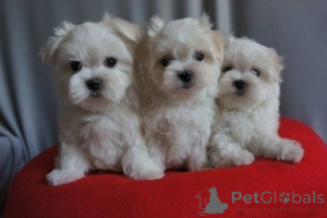 Photo №2 to announcement № 135439 for the sale of maltese dog - buy in Austria breeder