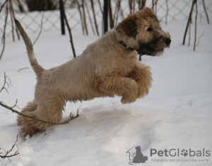 Photo №4. I will sell soft-coated wheaten terrier in the city of Tallinn. from nursery - price - negotiated