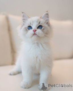 Photo №1. ragdoll - for sale in the city of Bremen | negotiated | Announcement № 154916