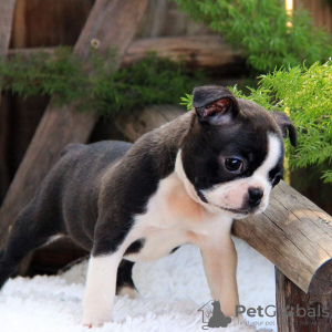 Photo №1. boston terrier - for sale in the city of Jasper | negotiated | Announcement № 9073