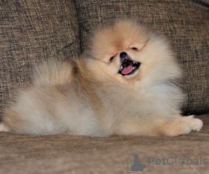 Photo №1. pomeranian - for sale in the city of Brașov | negotiated | Announcement № 112146