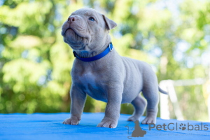 Photo №4. I will sell non-pedigree dogs in the city of Tallinn.  - price - negotiated