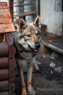 Photo №1. czechoslovakian wolfdog - for sale in the city of Панчево | negotiated | Announcement № 131479