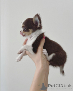 Photo №1. chihuahua - for sale in the city of Geneva | negotiated | Announcement № 152582