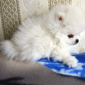Additional photos: Pomeranian Spitz Boy