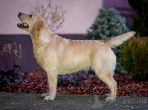 Photo №2 to announcement № 135443 for the sale of labrador retriever - buy in Croatia breeder