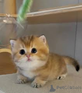Photo №4. I will sell munchkin in the city of Brussels. private announcement, breeder - price - 516$