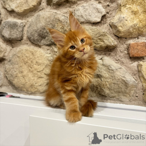 Photo №2 to announcement № 171100 for the sale of maine coon - buy in Czech Republic breeder