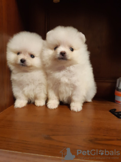 Photo №4. I will sell pomeranian in the city of Warsaw. private announcement - price - negotiated