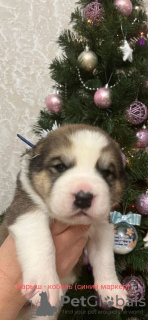 Photo №2 to announcement № 34621 for the sale of central asian shepherd dog - buy in Russian Federation private announcement