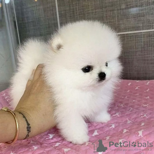 Photo №2 to announcement № 31231 for the sale of pomeranian - buy in Saudi Arabia breeder