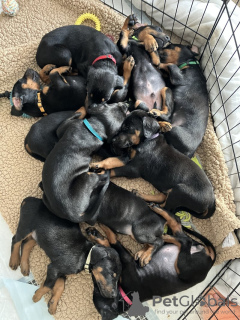 Photo №1. dobermann - for sale in the city of Thousand Palms | 280$ | Announcement № 77886