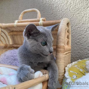 Photo №3. Russian blue kittens for sale Business WhatsApp 37256062792. Belgium