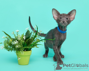 Photo №2 to announcement № 132334 for the sale of oriental shorthair - buy in Russian Federation from nursery