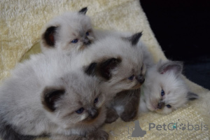 Photo №2 to announcement № 96940 for the sale of ragdoll - buy in Germany private announcement, from nursery