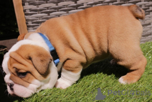 Photo №1. english bulldog - for sale in the city of Demene | Is free | Announcement № 41009