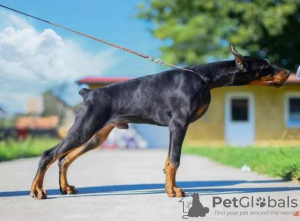 Photo №1. dobermann - for sale in the city of Бачка-Паланка | negotiated | Announcement № 106136