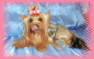 Photo №1. yorkshire terrier - for sale in the city of Moscow | 403$ | Announcement № 4469