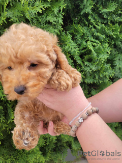 Photo №4. I will sell poodle (toy) in the city of Kragujevac. breeder - price - negotiated