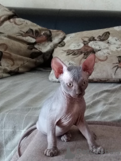 Photo №1. sphynx-katze - for sale in the city of Белореченск | 273$ | Announcement № 7415