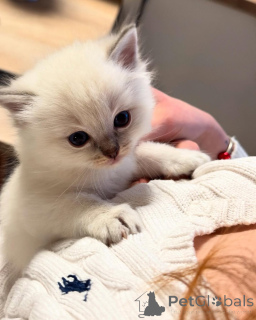 Photo №2 to announcement № 155403 for the sale of ragdoll - buy in Finland private announcement