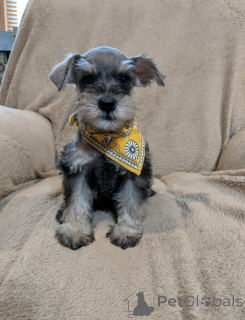 Photo №1. schnauzer - for sale in the city of Hamburg | 376$ | Announcement № 149065