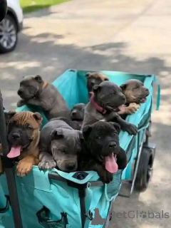 Photo №1. cane corso - for sale in the city of Aalborg | 1$ | Announcement № 173406
