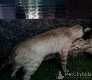 Photo №4. I will sell bengal cat in the city of Москва. from nursery - price - 1200$