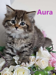 Photo №1. siberian cat - for sale in the city of Iwaniska | 833$ | Announcement № 107168