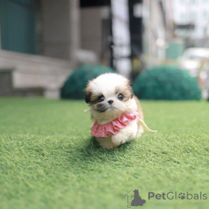 Photo №1. shih tzu - for sale in the city of Leeds | 1032$ | Announcement № 156440