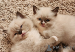 Photo №1. ragdoll - for sale in the city of Jaco | 300$ | Announcement № 92173