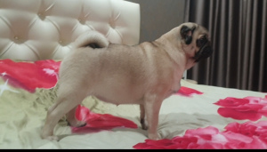 Photo №2 to announcement № 5456 for the sale of pug - buy in Russian Federation breeder