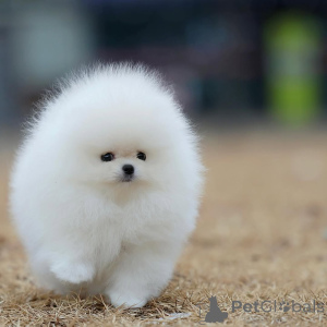 Photo №1. pomeranian - for sale in the city of Berlin | 380$ | Announcement № 144299