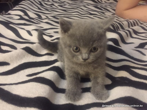 Photo №1. british longhair, british shorthair - for sale in the city of Molodechno | 73$ | Announcement № 1879