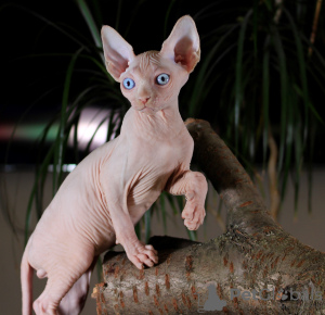 Photo №1. sphynx-katze - for sale in the city of Kharkov | 400$ | Announcement № 11057