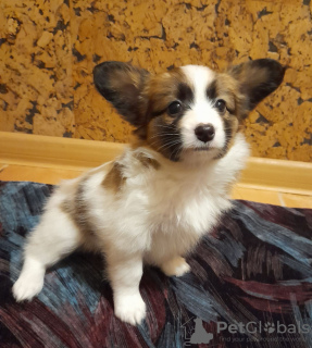 Additional photos: Papillon puppies boys and girls