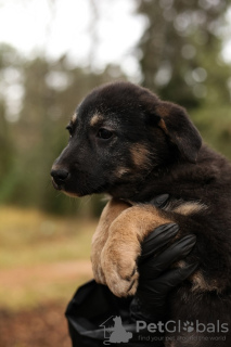 Additional photos: Lyon gentleman with a lion's heart is looking for his home!